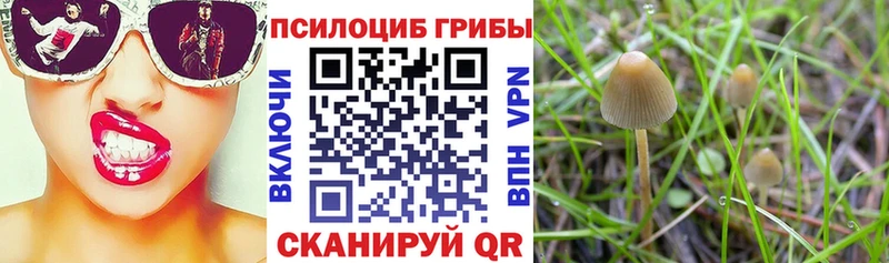 Купить где  Иланский  Галлюциногенные грибы Magic Shrooms 